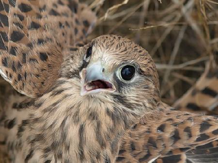 ������������� ���� �����������