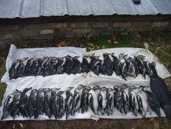 ������������ ����� ���� �������� ��� ����