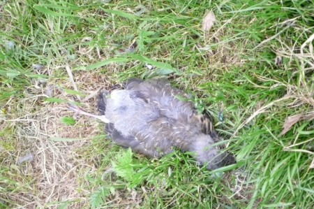 ���������� �������� ������