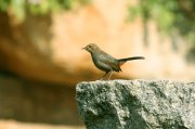 ��������� ����� (Saxicoloides fulicata).