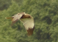 bird3