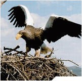 ���������� ����� ������ � ��������