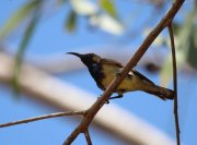Cinnyris jugularis - ���������� �����������