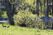 DSC_1000.jpg
