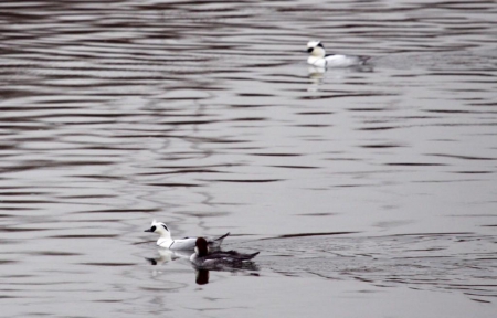 ��������� ����� ������������ ����� ������������� ���� �� ���� ������ � 2013 �. 