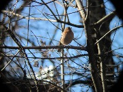 ������ (Fringilla coelebs), �����. ������ 2016, ������������� �����. ����� ��� ���� ����� ���������� �����, ����� ��������� �������.