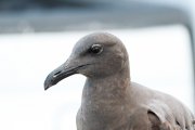 Ҹ���� ����� (Leucophaeus fuliginosus)