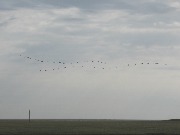 ������� ������� (Pelecanus onocrotalus). ���� 2015, �������� "�����-������". ����� ���� ��� ������� ���� ���� ��������� - � ������� ��� �� ��������� ��� �������.