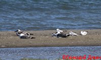 IMG_2525