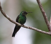 ��������� ���������� ������� (Chlorostilbon ricordii)