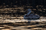 IMG_6647.jpg