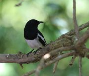 Copsychus saularis - ����-����� �������