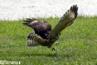 Red-shouldered Hawk, Buteo lineatus,