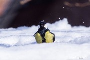 IMG_3788.jpg