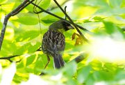 ZOO_2549.jpg