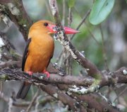 Pelargopsis amauroptera - ���������� ������