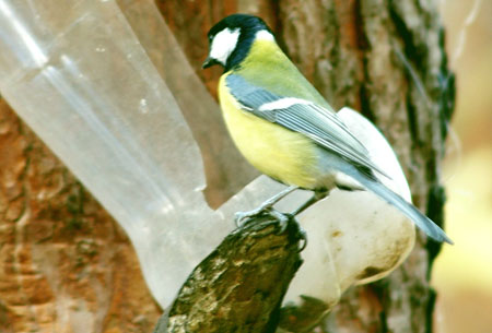 ��������� ����