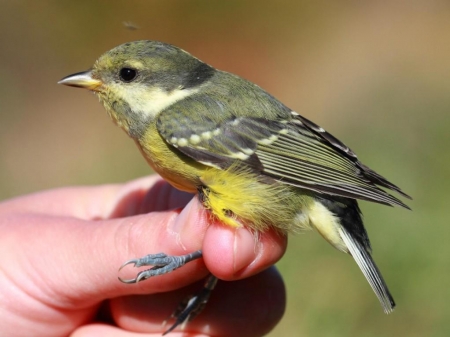 ���������, �� ����� �������� ����� ������������� �����