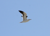 IMG_7675.JPG