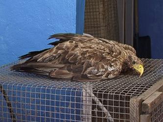 ���������� ��������� ������ ������-����������