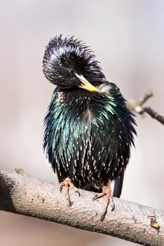 ������  ���� � ���������� ������ �������