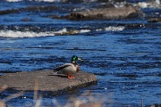 DSC_6187.JPG