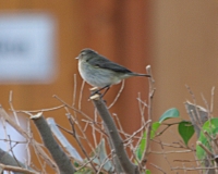 IMG_5780.JPG