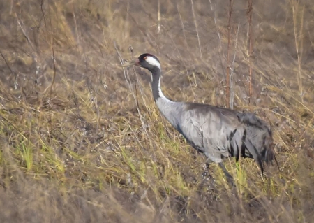 �����: ���� �� ���� (������, 20-30 ������)