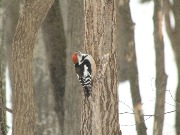 DSC00109.JPG