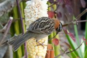 ��������������� ������� (Zonotrichia capensis)