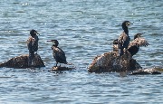 DSC_0434.jpg