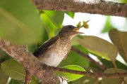 ����� ���������� (Turdus hauxwelli)