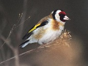 �����, Carduelis carduelis �� ����� ������� ������ ��������. ������, ������������ ����. �������� ����� 2005 ����.