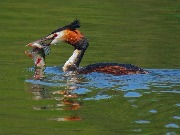 �����, Podiceps cristatus ������� �������� �������� ��� ����� �������� �����. ��� �� �����, �� ������� ������ ���������� ������. ������, ������������ ����, ����������� ����. 15 ��� 2017 ����.