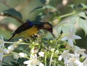 Anthreptes malacensis - ���������� ���������������