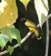 Pycnonotus atriceps - �������� ������������