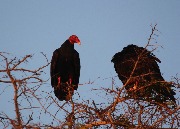 IMG_1208.JPG