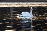 IMG_6526.jpg
