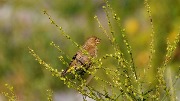 ������������ ��������� - Carduelis chloris