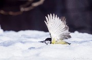 IMG_3784.jpg