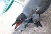 Ҹ���� ����� (Leucophaeus fuliginosus)