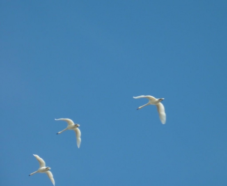 ������� ��� ����������  �� ������� � ���������