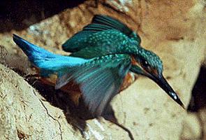 ��� ��� �����  ���������