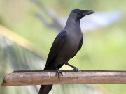 Corvus splendens  Vieillot, 1817	House Crow 
����� ���������   