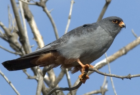 ������� ������� ������ � ������� - ���� ����������