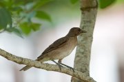 ����� ���������� (Turdus hauxwelli)