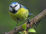 ������-���������, Parus caeruleus �� ������� ������ ����� ���, ��� �������� � ��������. ���������� ����, 13 ��� 2017 ����. 
