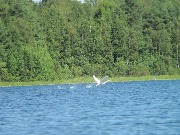 ������-������ (Cygnus cygnus). Mikkeli, 2015.