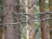 ������ (Poecile montanus). Mikkeli, 2017.