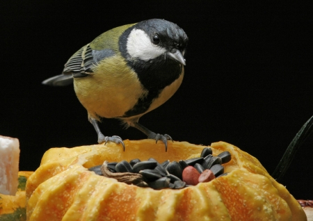 ������������ � ���� ������